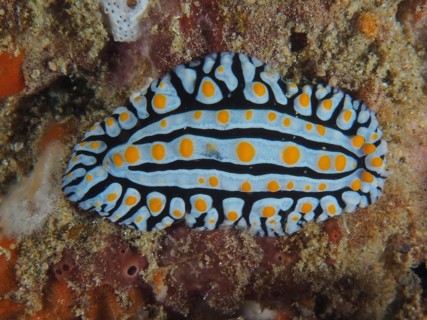 Veiny varicose wart slug