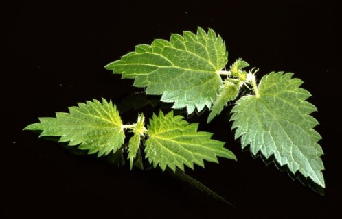 Young nettle leaves