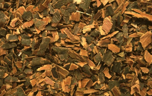 Medicinal herbs: Black alder