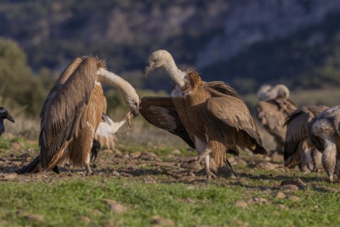 Griffon vulture