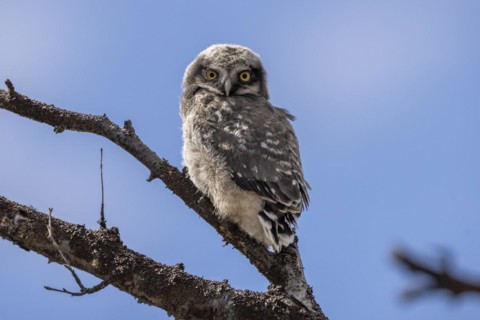 Northern hawk owl