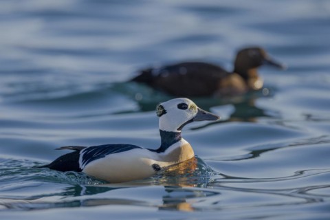 Stellers eider