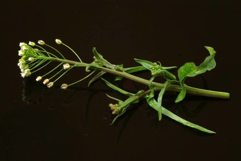 Shepherd's purse