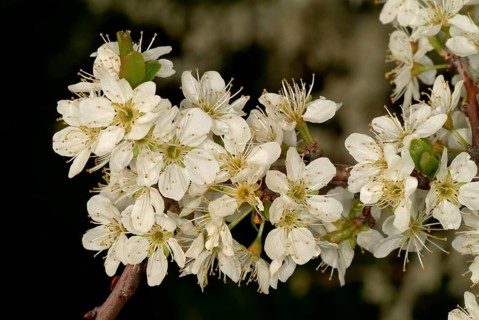 Medicinal plant Sloe