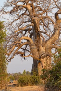 Baobab tree