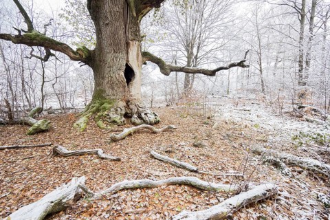 Snow-covered chimney oak