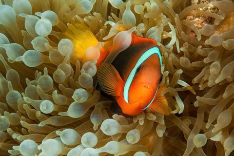 Tomato clownfish