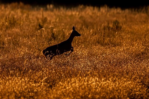 Roe deer