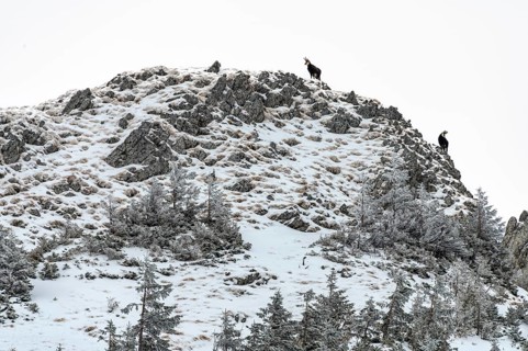 Chamois