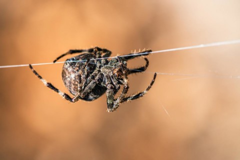 Gorse Orb-weaver