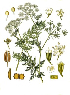 Medicinal plant