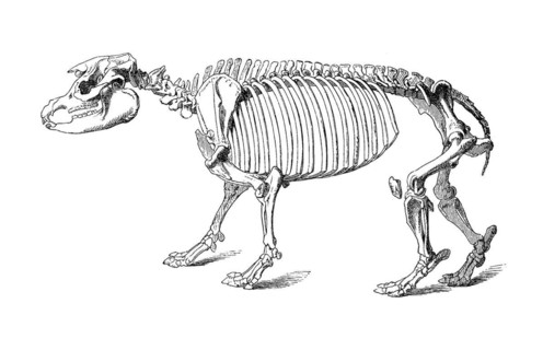 Skeleton of the tapir