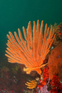 Orange flagellar sea fan