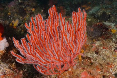 Red Plamate Sea Fan