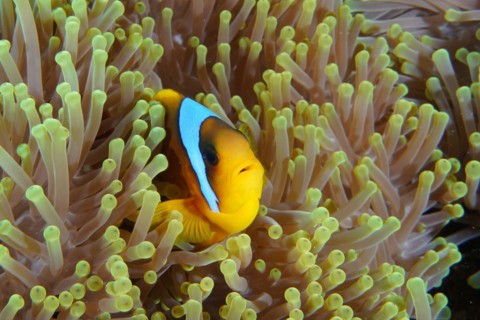A red sea clownfish