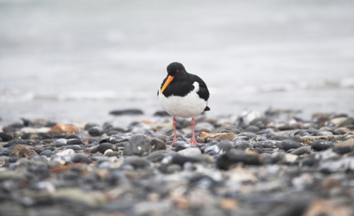 Eurasian oystercatcher