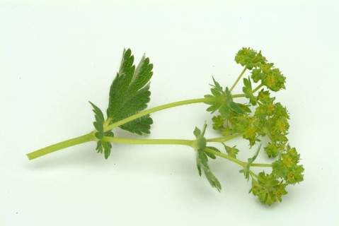 Medicinal plant lady's mantle