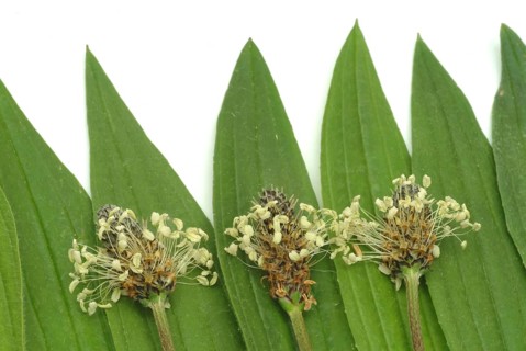 Medicinal plantain