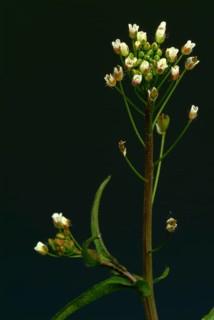 Shepherd's purse