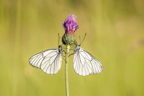 Two black-coloured black-veined white