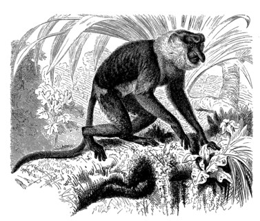 Proboscis monkey