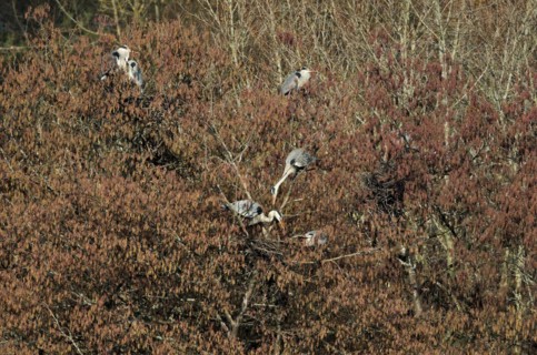 Grey heron