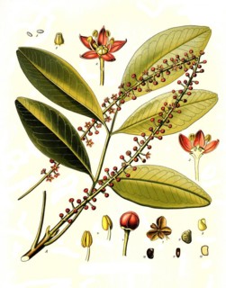Medicinal plant
