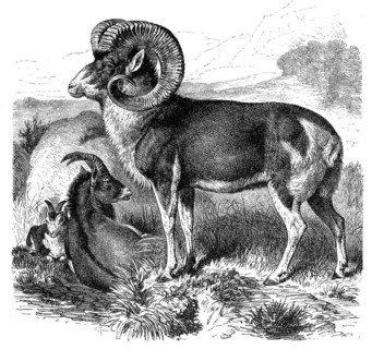 Wild sheep