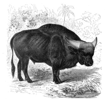 The gaur