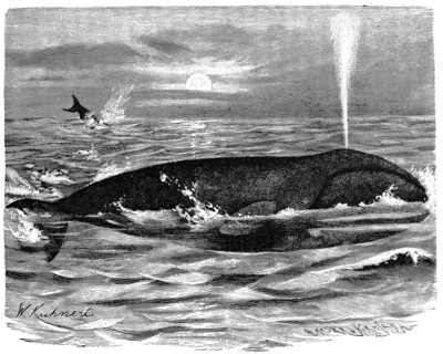 Bowhead whale