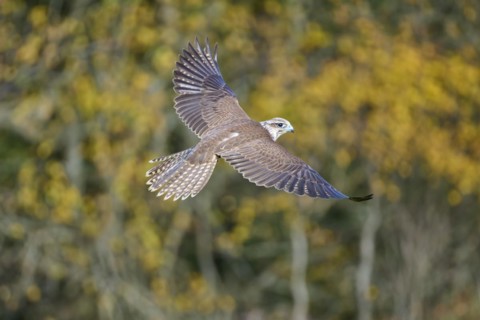 Saker falcon