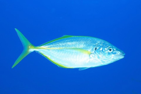 White trevally