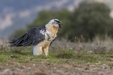 Bearded vulture