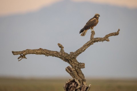 Western marsh-harrier