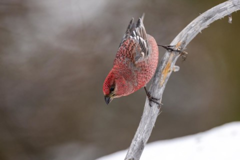 Pine grosbeak