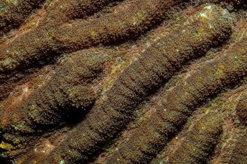 Extreme close-up of polyps of brain coral