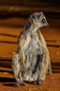 Ring-tailed Lemur