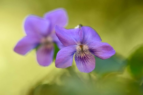 Heath dog-violet