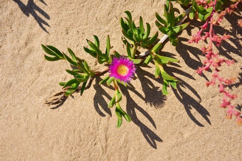 Hottentot-fig
