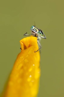Common blue damselfly