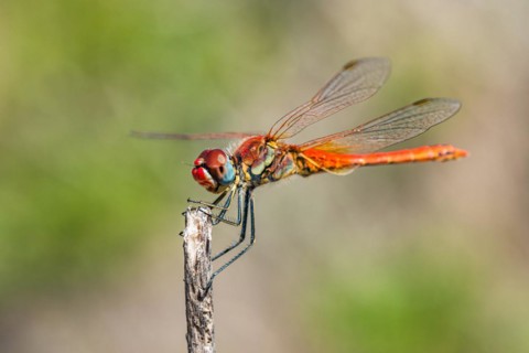 Red Veined Darter