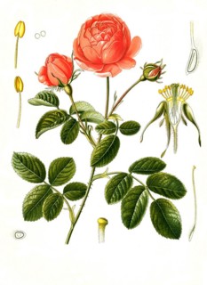 Medicinal plant