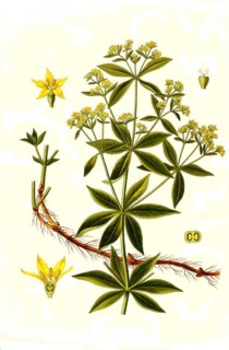 Medicinal plant