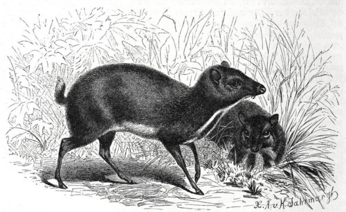 Lesser kanchil