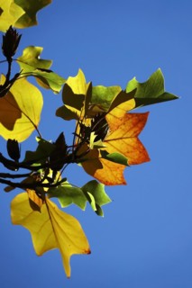 Tulip tree