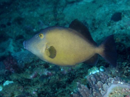 Masked triggerfish