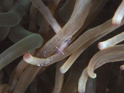 Ancylomenes longicarpus