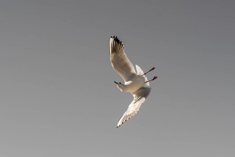 Pair of seagulls flying in blue a sky background