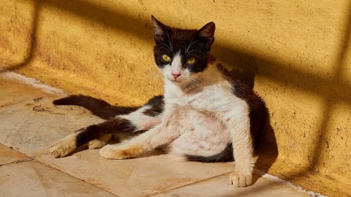 Black and white cat