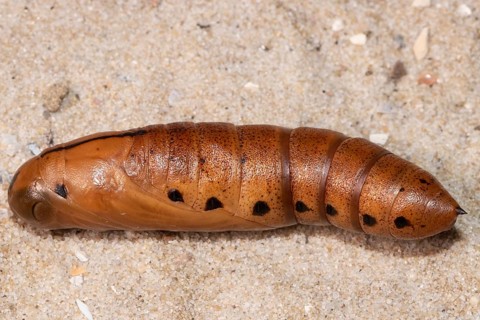 Oleander hawk moth pupa lying on sandy soil